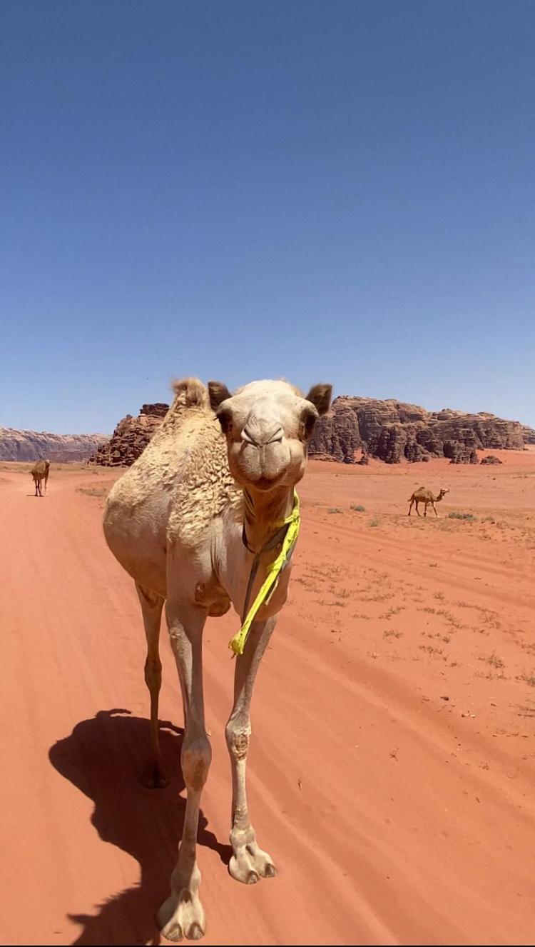 Wadi Rum Bedouin Heart Camp Exteriér fotografie